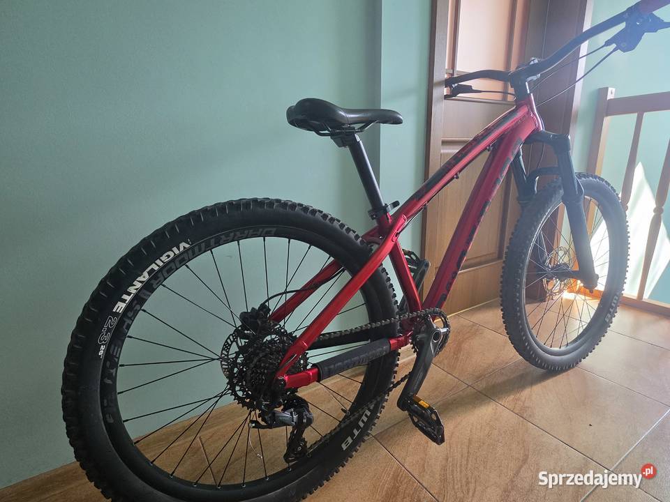 Dartmoor hornet 2021 Bronowice