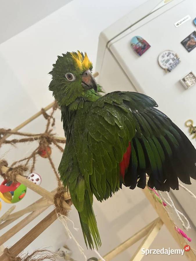 Amazonka żółtogłowa papuga Drzycim