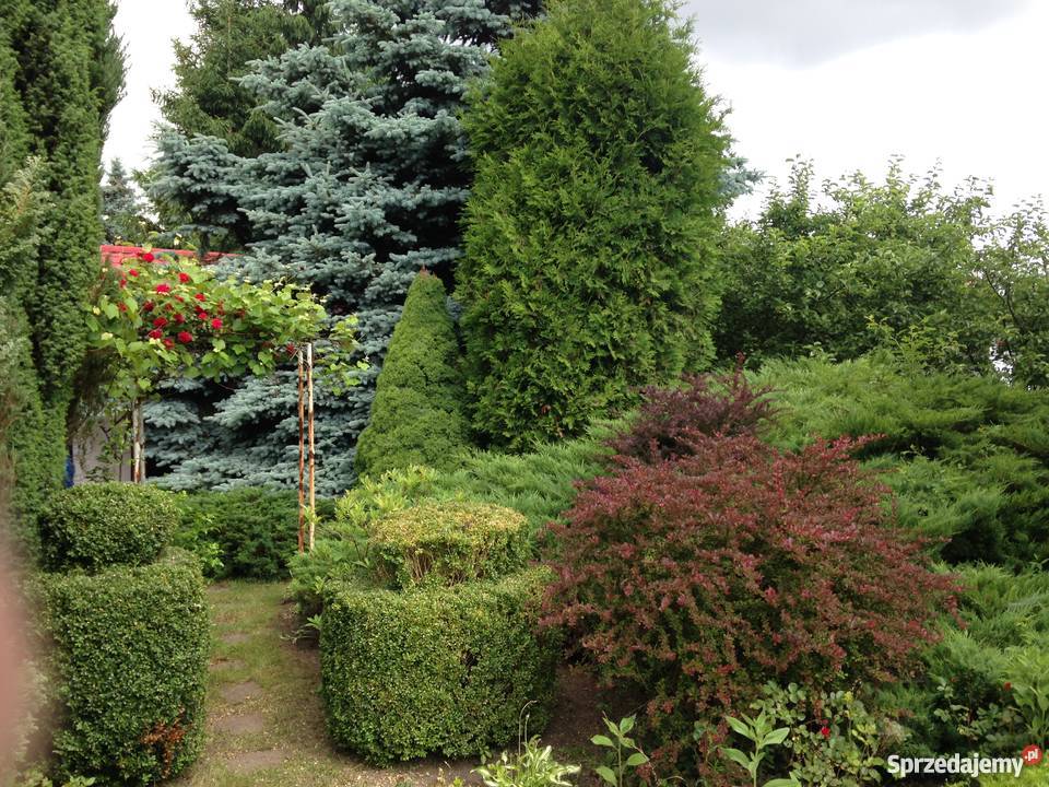 Działka rekreacyjna Sierosław bezpośrednio domek