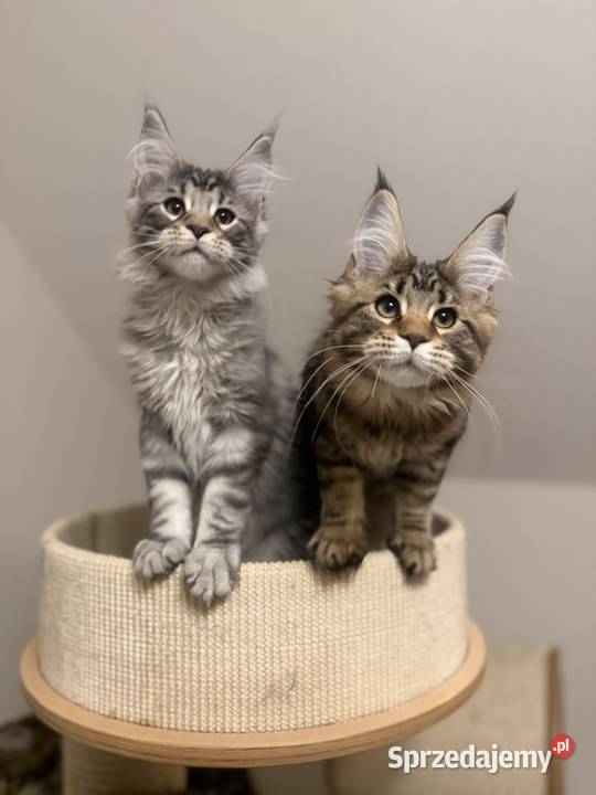 Sprzedam kota Maine Coon FPL Skierniewice