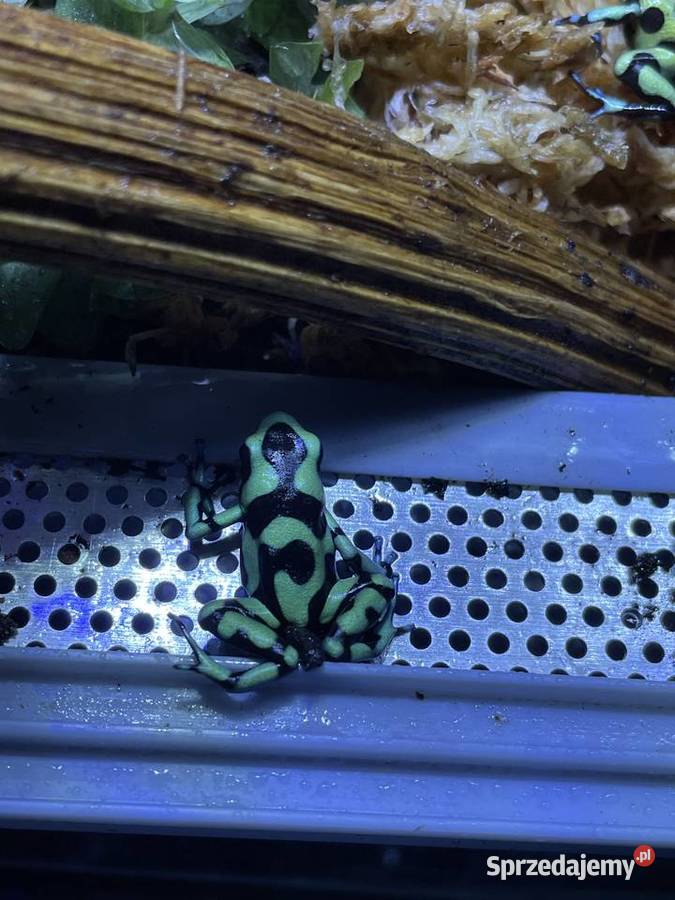Terrarium z żabami Dendrobates Auratus Gady i płazy Warszawa