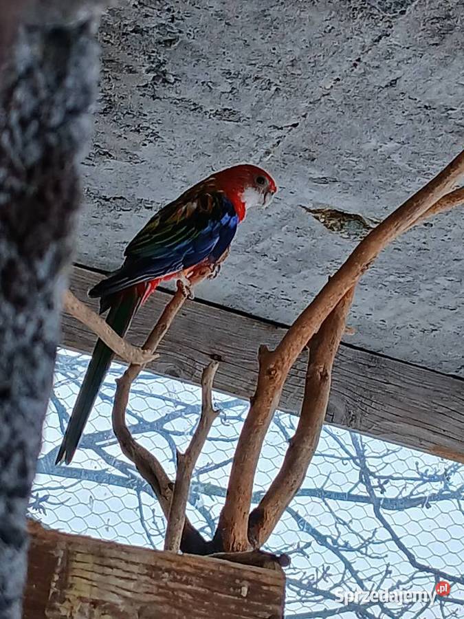 Papuga chińska Klimontów