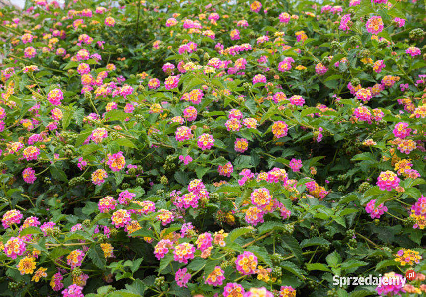LANTANA POSPOLITA  Lantana camara NASIONA 100g kujawsko-pomorskie Lubanie
