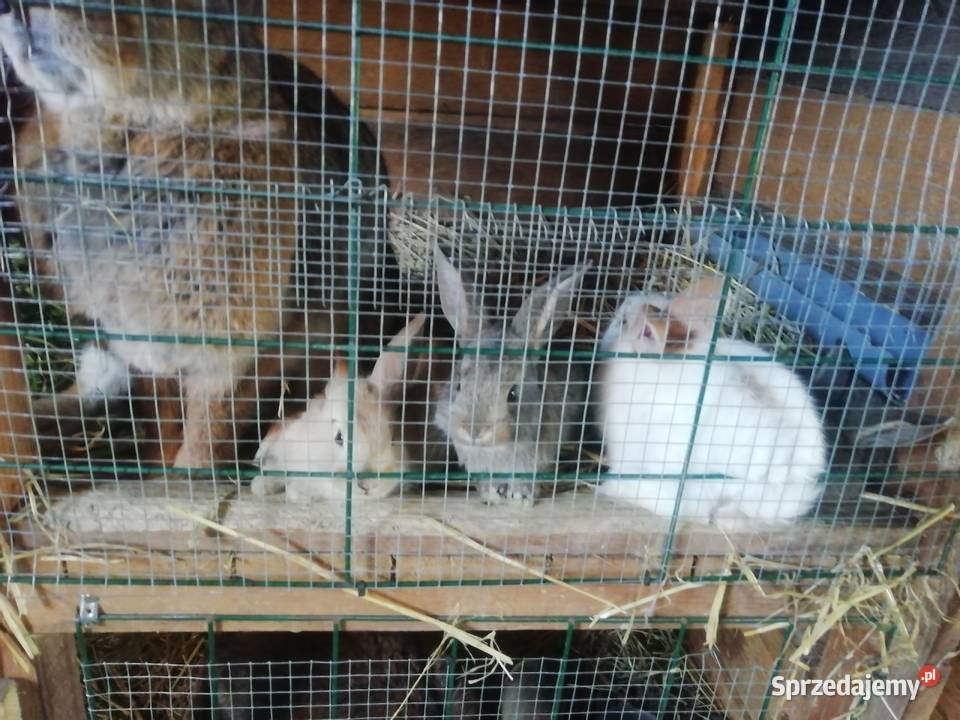 Małe kroliki Dziesław