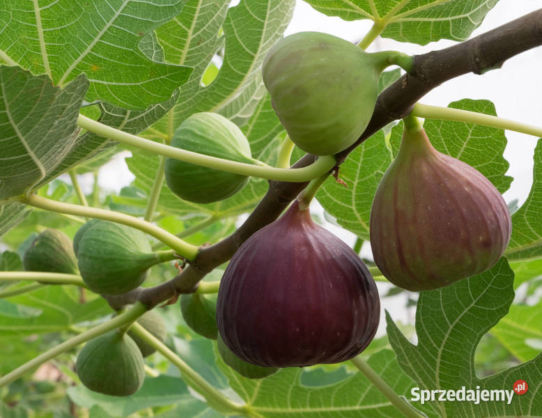 FIGOWIEC POSPOLITY Ficus carica NASIONA 10000 Nasiona kujawsko-pomorskie