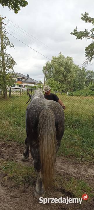 Sprzedam Ogiera zimnokrwistego Ujrzanów