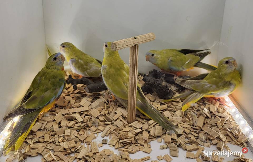 łąkówki wspaniałe Teresin