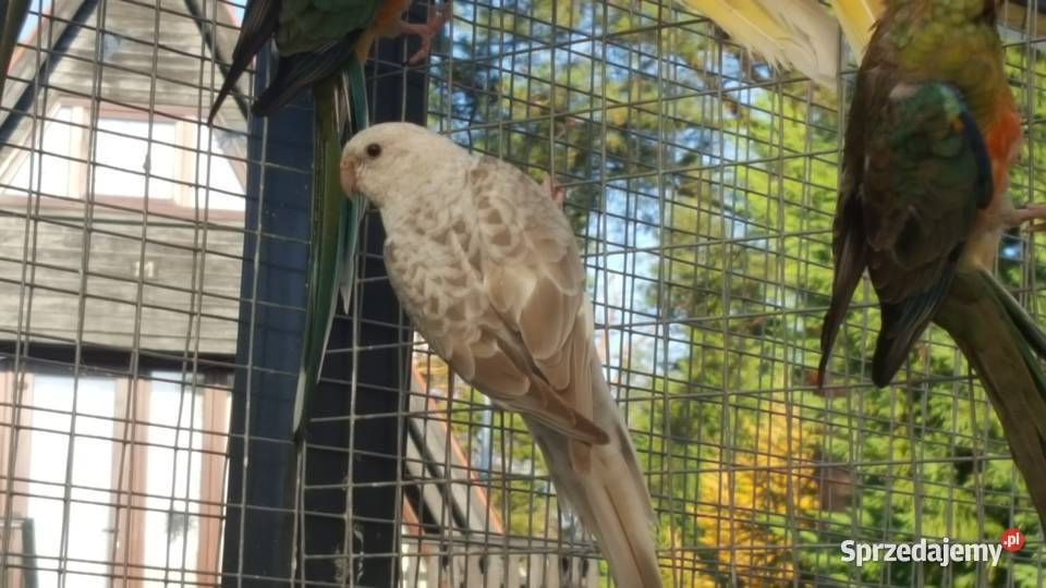 Świergotka Opal Oranż Samiec Ptaki lubuskie Pszczew