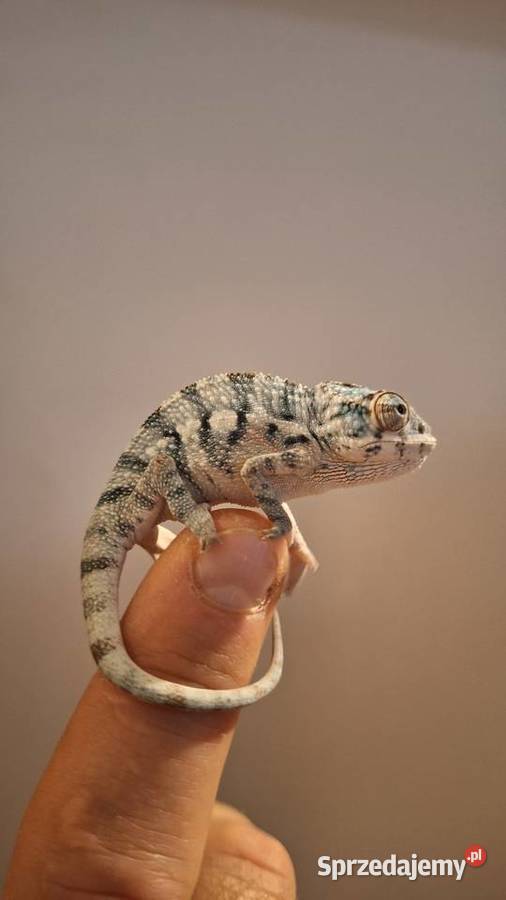 Kameleony lamparcie ambilobe