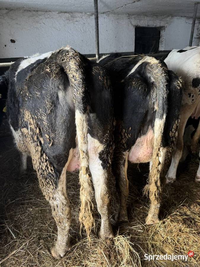 Jałowice wysokocielne Skrwilno