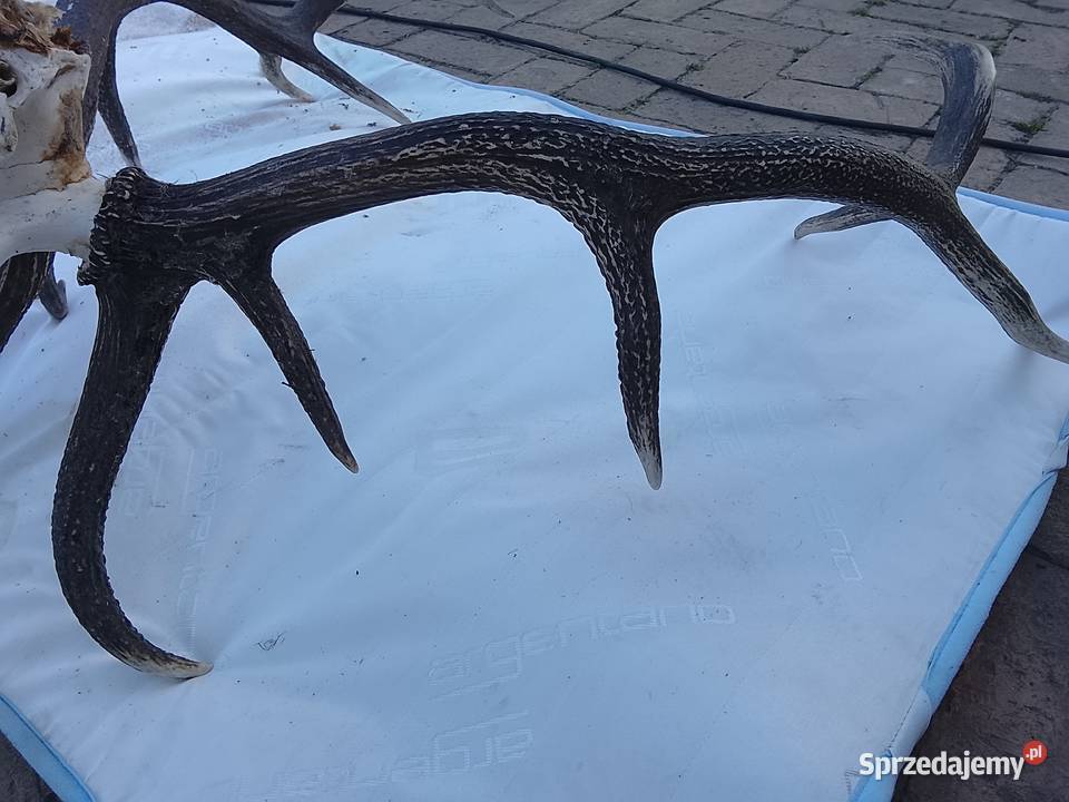 Wieniec jelenia 14stak lubuskie Żary