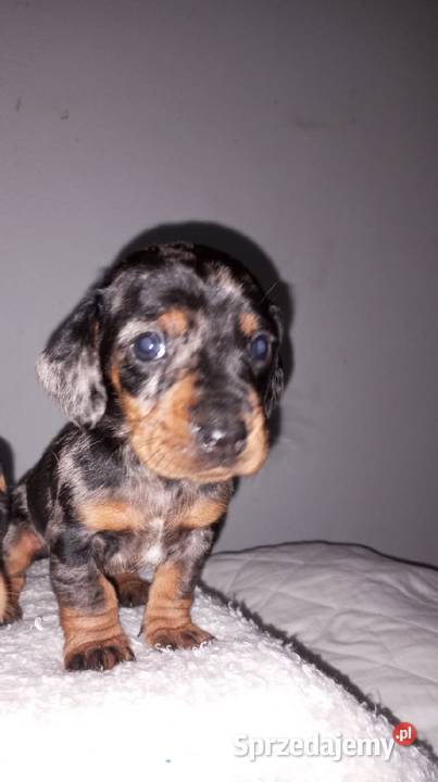 Jamnik miniaturowy merle podlaskie Augustów