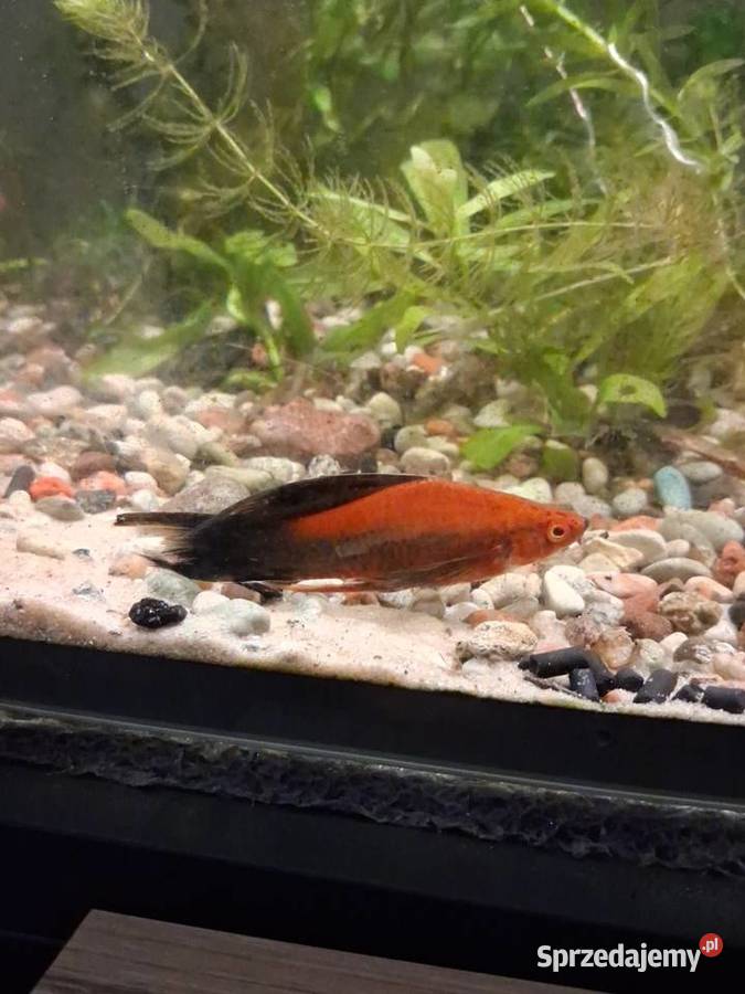 Mieczyki hellera 4sztuki Jarocin