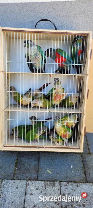 papugi rudosterki zielonolice śląskie Łaziska sprzedam