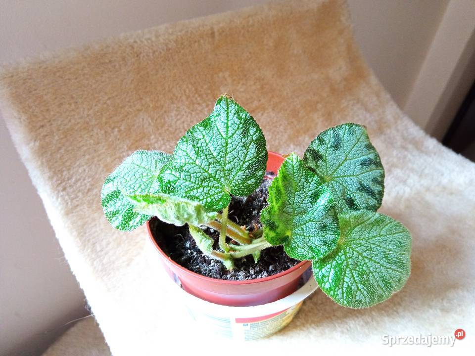 A może skrzydłokwiat Zielone podlaskie Białystok