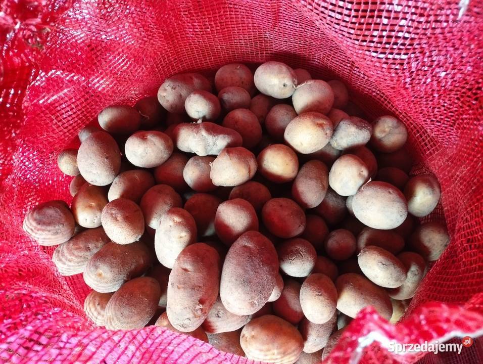 Ziemniaki LORD w workach 3050 Rzeszów