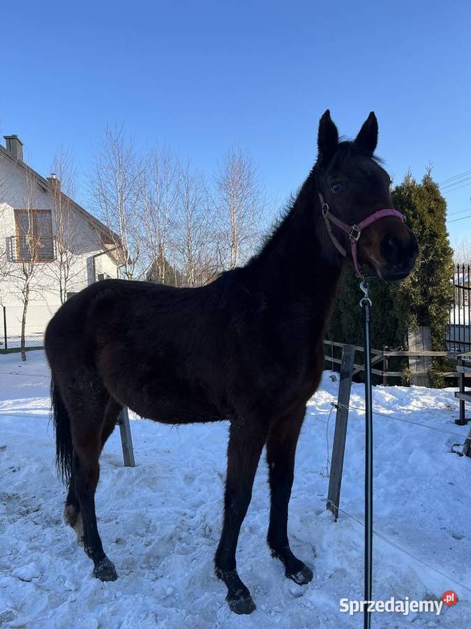 2letnia klacz Zwierzęta Rzuchowa