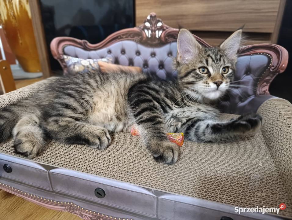 Maine coon kocięta Krasnystaw