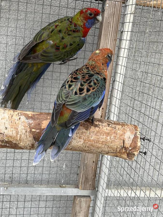 Rozelle królewskie Sośnicowice