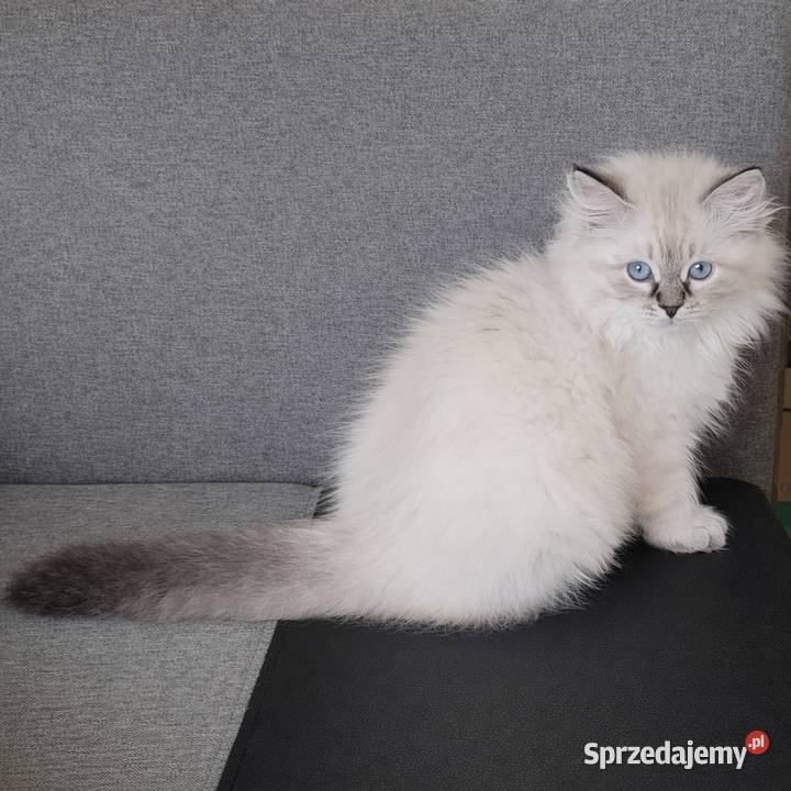 Asha kotka syberyjska neva masquerade Wola Szydłowiecka