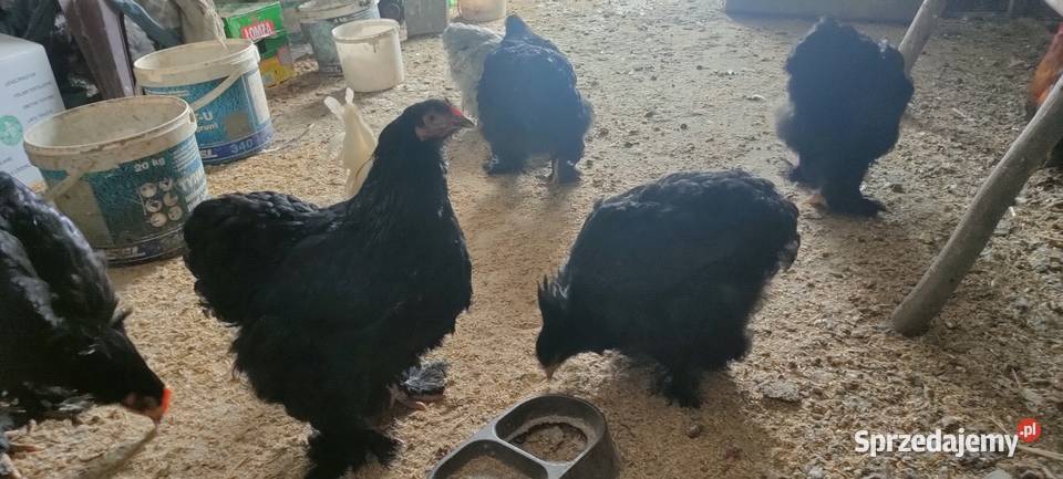 Kury kochiny olbrzymi czarne Tokarówka