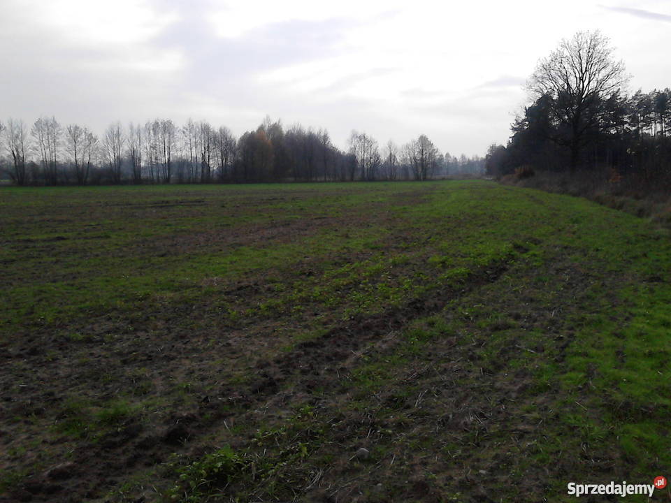 Ziemia rolna i las sosnowy 16 ha spokojna 160000m2 Runowo