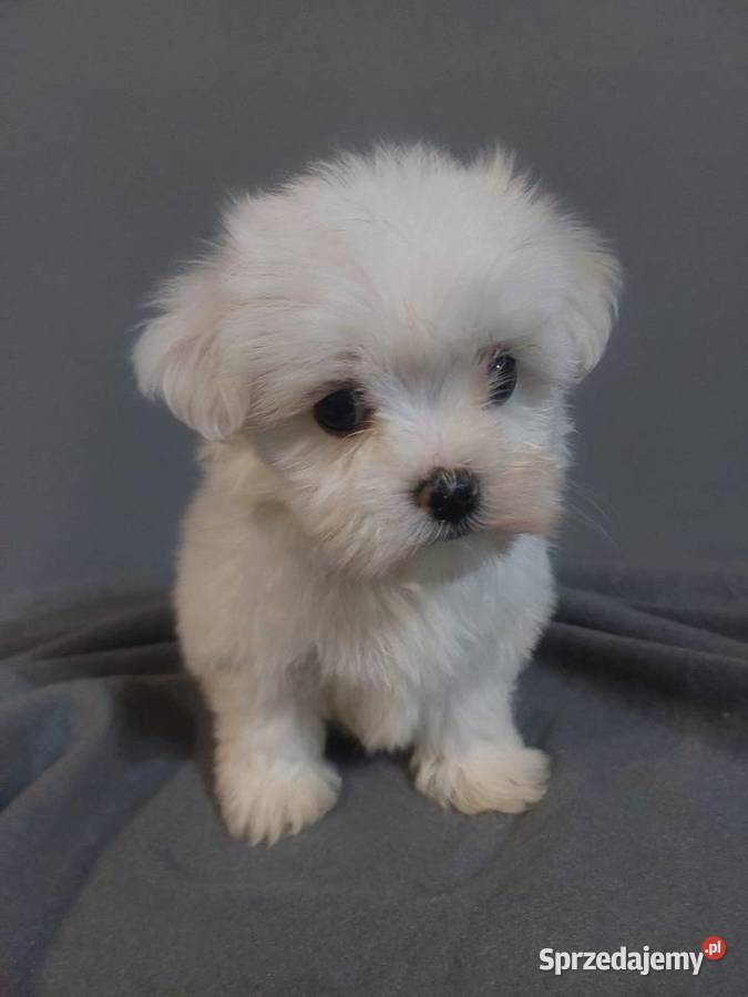 Maltanczyki suczka i piesek Mycielin