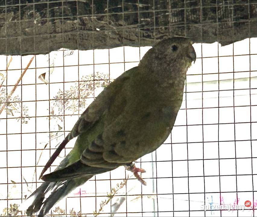 Sprzedam ptaki z zdjęcia Jutrosin