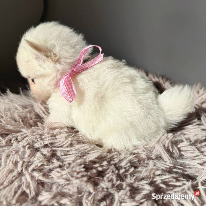 Szczeniaki rasy Szpic miniaturowy śląskie