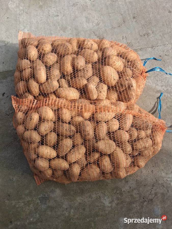 Kartofle Anna i Bryza Rośliny okopowe łódzkie Wólka Krzykowska sprzedam