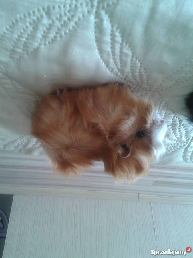 młode świnki morskie Kraków sprzedam