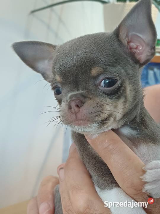 Biała Zjawiskowa Dziewczynka Chihuahua Chihuahua Zgierz