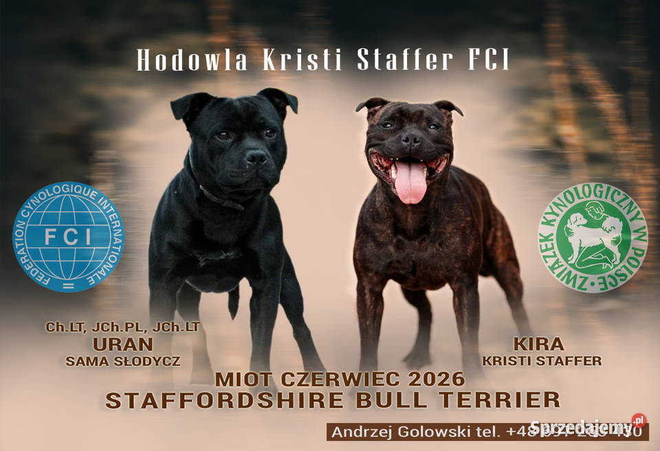 Staffordshire Bull Terrier