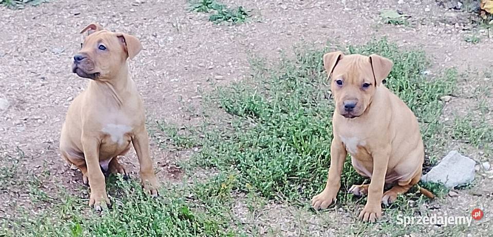 Amerykański Pitbullterrier szczeniaki Bolesławiec