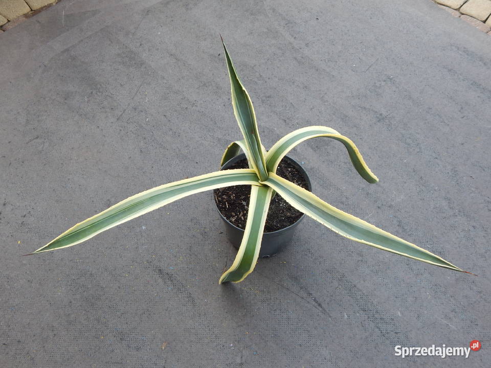 Kolorowa agawa agave americana variegata NOVA 3 Kraków