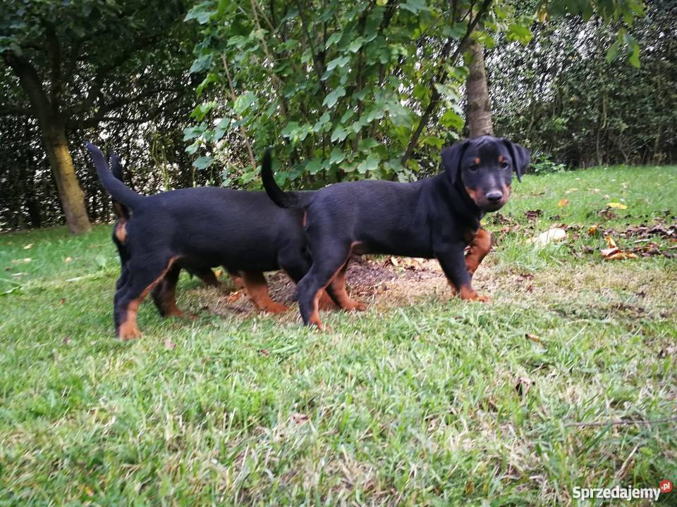 Niemiecki Terier Myśliwski Jagdterrier FCI Bolesławiec