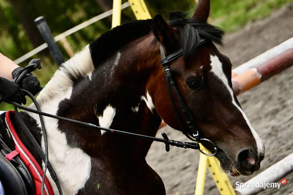 Kuc do skoków Rzeszów