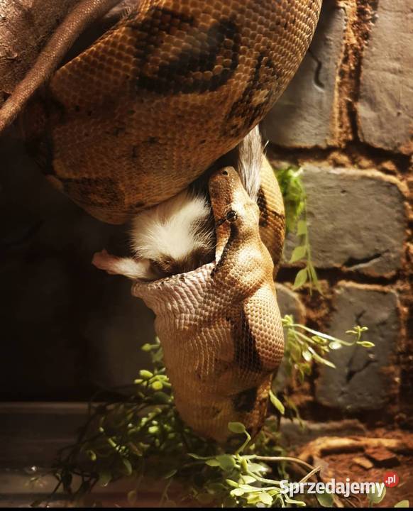 Boa constrictor boa dusiciel dolnośląskie Wrocław