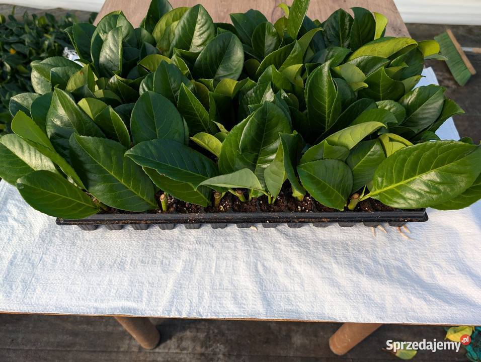 Sadzonki laurowiśnia dolnośląskie Śliwice