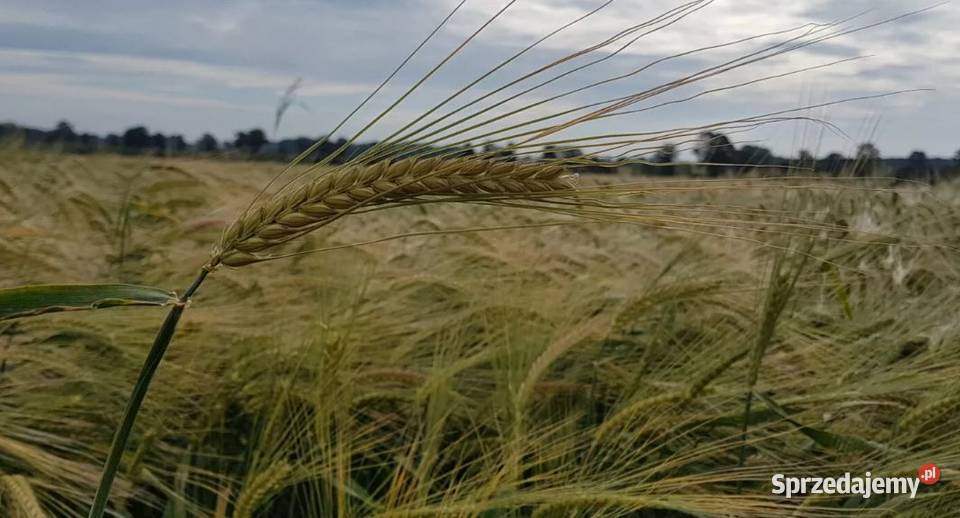 Jęczmień ozimy Bordeaux dwurzędowy Zboża Szamotuły