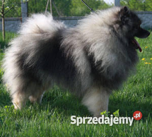 Keeshond Szpic wilczy Psy Lublin