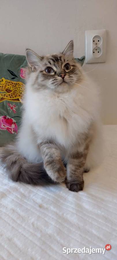 Kocurek ragdoll 2 letni Wrocław