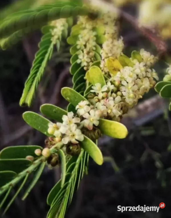 LIŚCIOKWIAT GARBNIKOWY  Phyllanthus emblica Lubanie