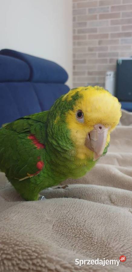 Amazonka Oratrix żółtogardła Ptaki Marki sprzedam