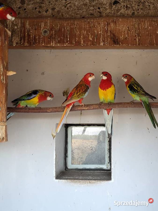 Rozelle Białolice Barabandy Otmice