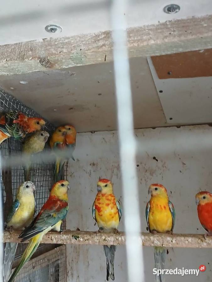 Sprzedam swiergotki Rżyska