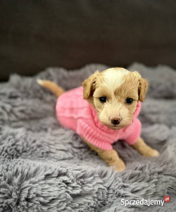 Maltipoo piękne dziewczynki sprzedam