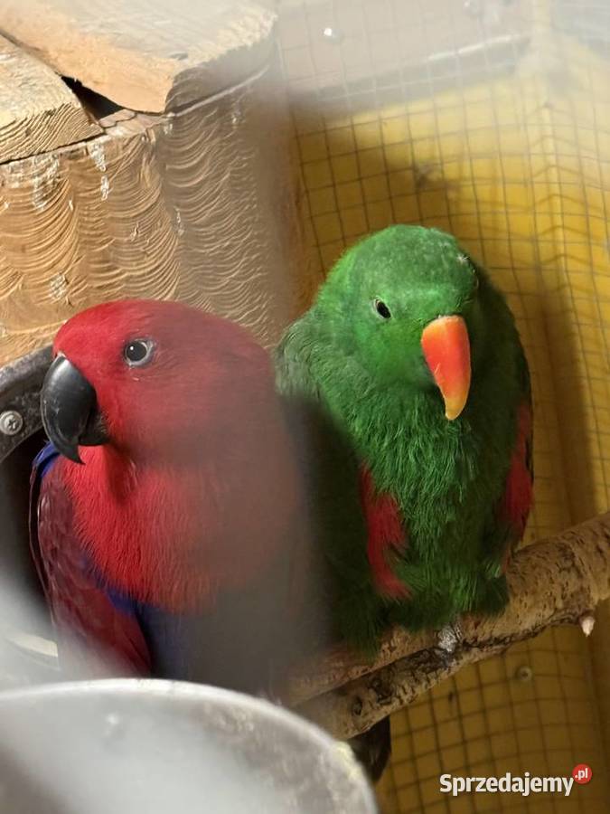 Lora wielka para Prostki