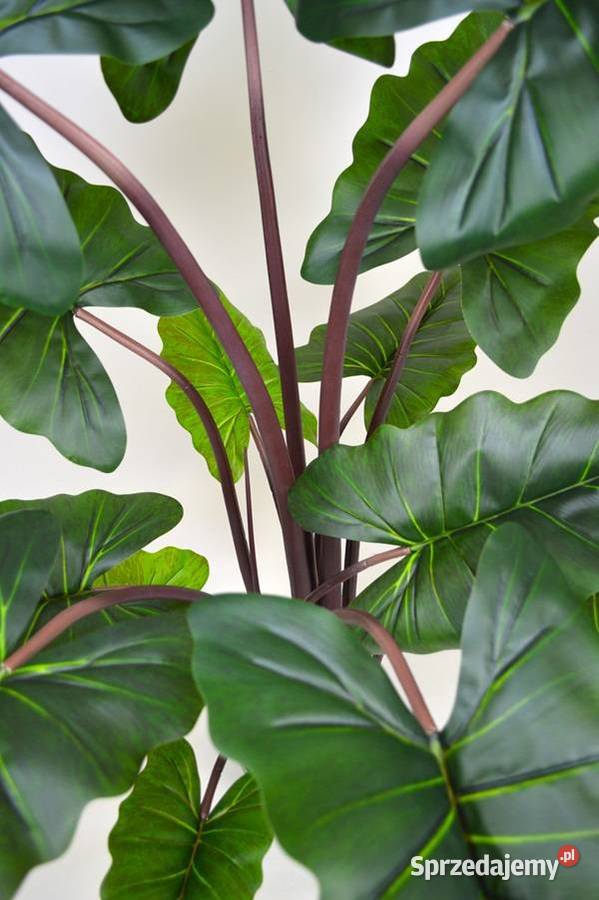 Alocasia sztuczne drzewko kwiat w donicy 150 kujawsko-pomorskie Wąbrzeźno