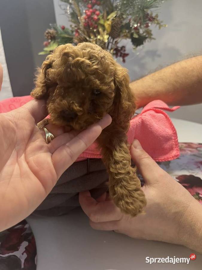 Pudel miniatura samiec Milicz